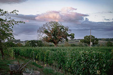 Domaine Jourdan