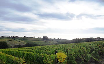 Château Haut Mayne, Vignobles Boyer