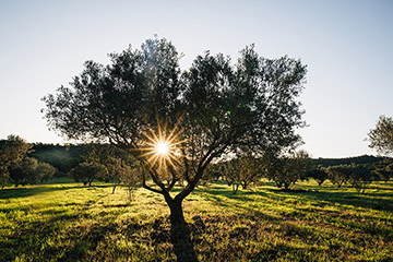 Domaine de L'Ile, Côtes de Provence de l'Ile de Porquerolles
