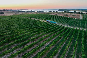 Domaine Terra di Nostri, Vignerons d'Aghione