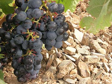 Bodegas Paniza, DO Cariñena