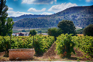 La Bodegas LLeiroso
