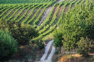Caminos Cruzados