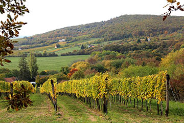 Harsányi Winery, Tokaj