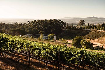 Taaibosch Wine Estate, Stellenbosch (Oddo Family)