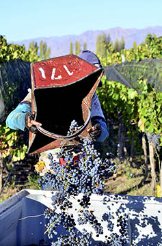 Bodegas Caro, Mendoza, Argentina, Domaines Barons de Rothschild (Lafite)