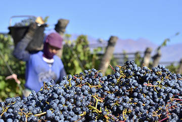 Bodegas Caro, Mendoza, Argentina, Domaines Barons de Rothschild (Lafite)