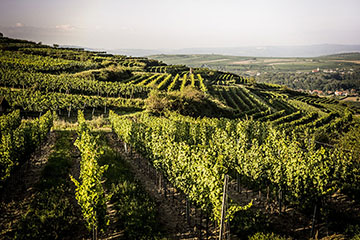 Weingut Weixelbaum